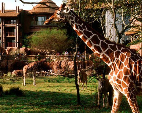 Jambo House at the Animal Kingdom Lodge. Not open in 1971, but the idea was there!