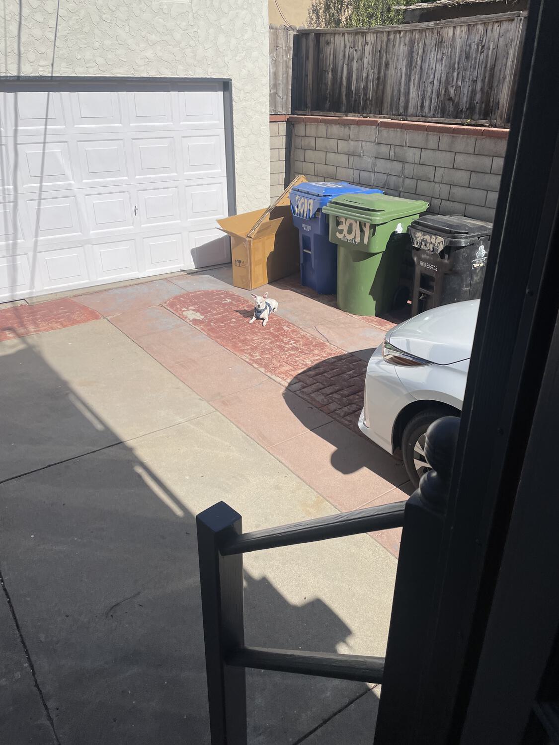 Travis the dog sitting in the sun in front of the garage