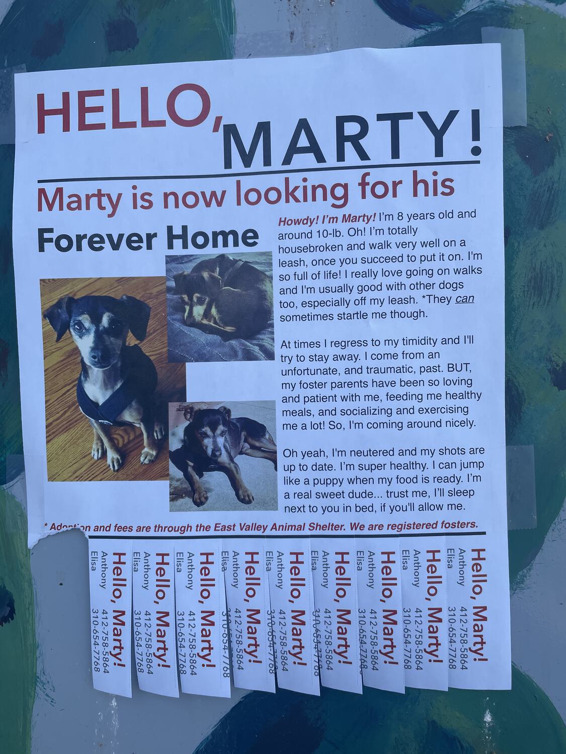 A flyer titled "Hello, Marty! Marty is now looking for his Forever Home" with photos and details on a cute little dog. One tear-off tab with a phone number is missing.