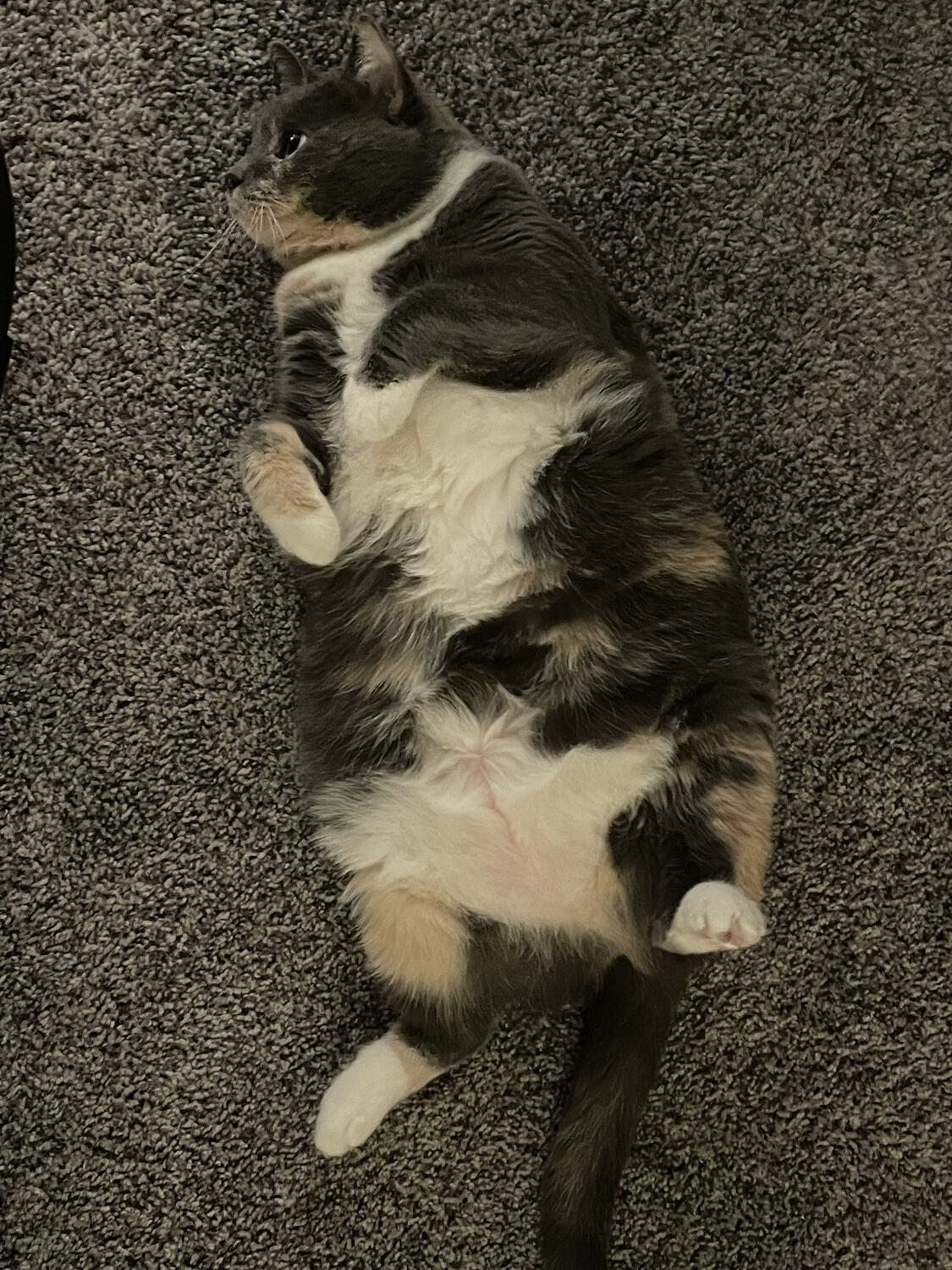 A chubby cat flopped on its back on the carpet