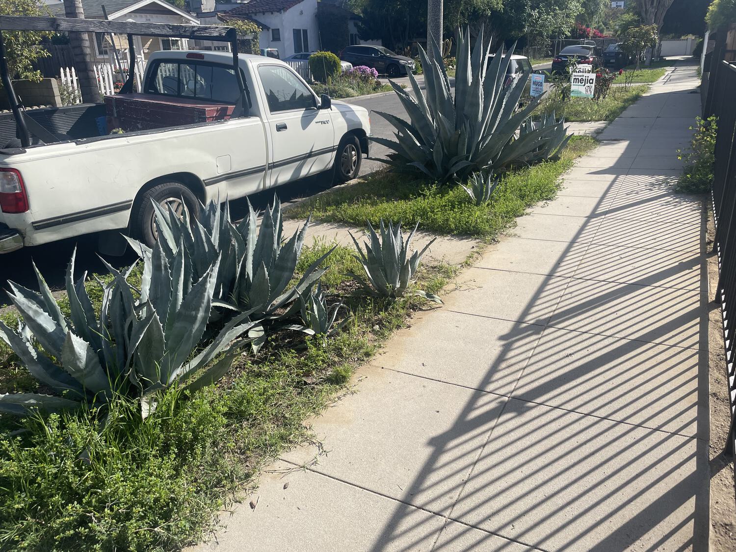 Giant aloe (?) plants in front of our house