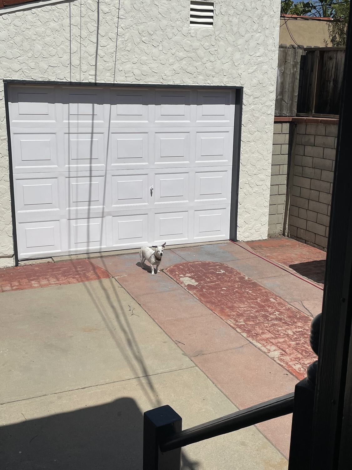 Travis the dog standing in front of the garage door, enjoying the sun
