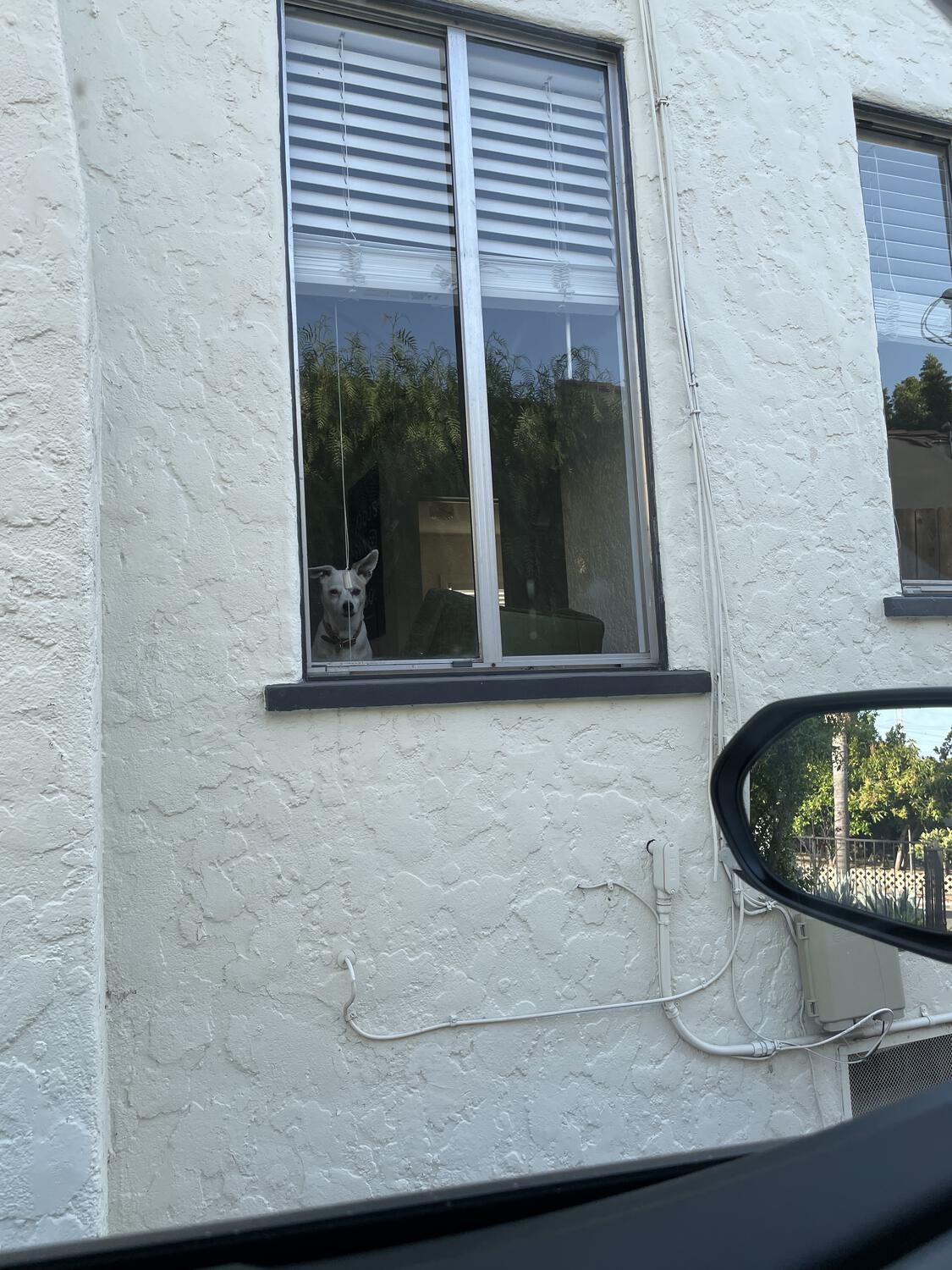 Travis the dog looking at the camera from behind a window. The photographer is sitting in a car, Travis seems to feel betrayed