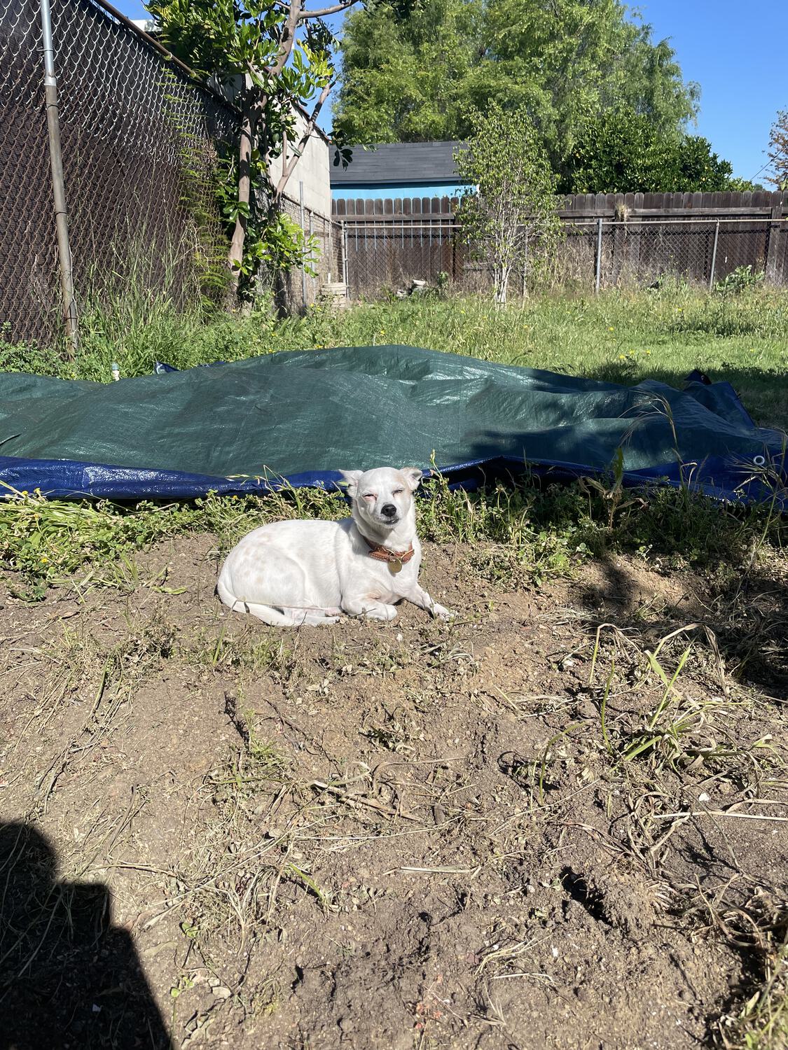 Travis the dog, sunbathing in a patch of dirt