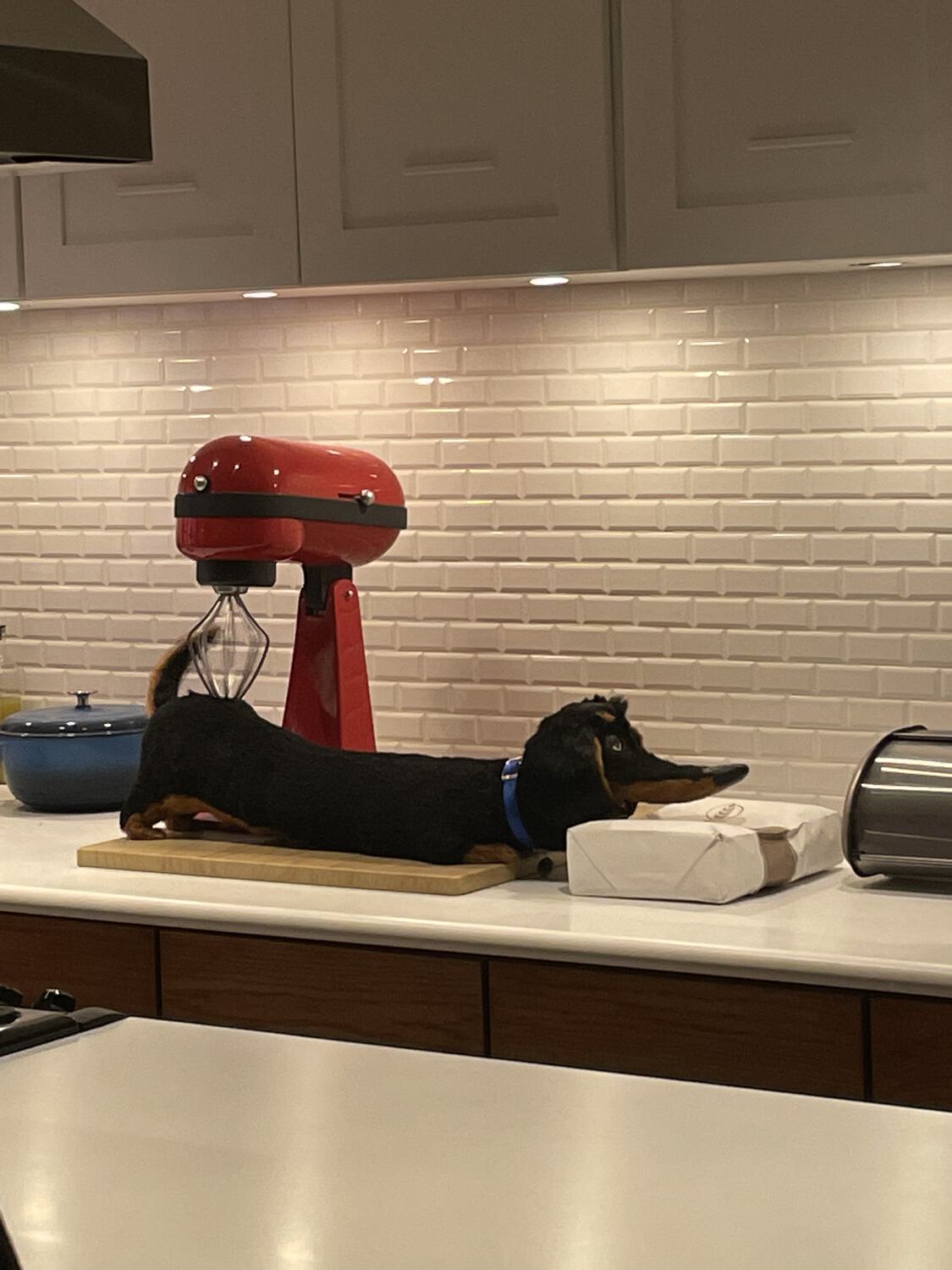 An animatronic dachsund on a kitchen counter, positioned so its butt is getting scratched by a stand mixer