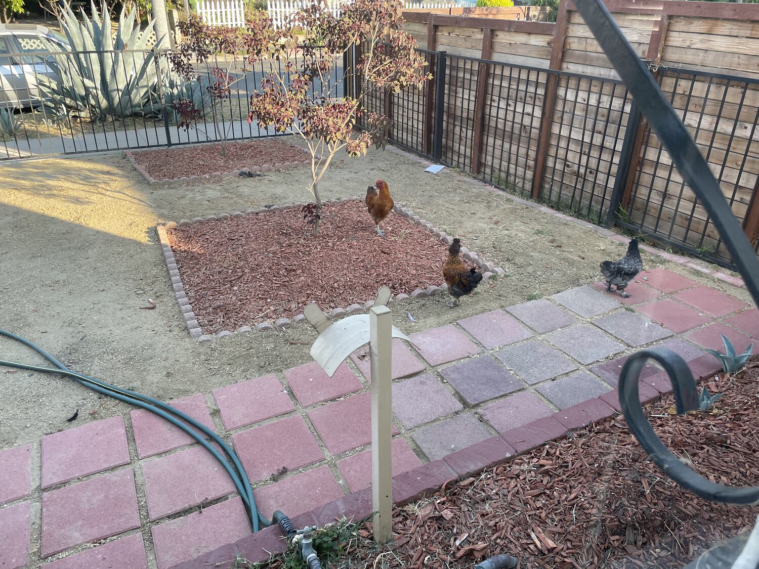 Chickens wandering around a yard