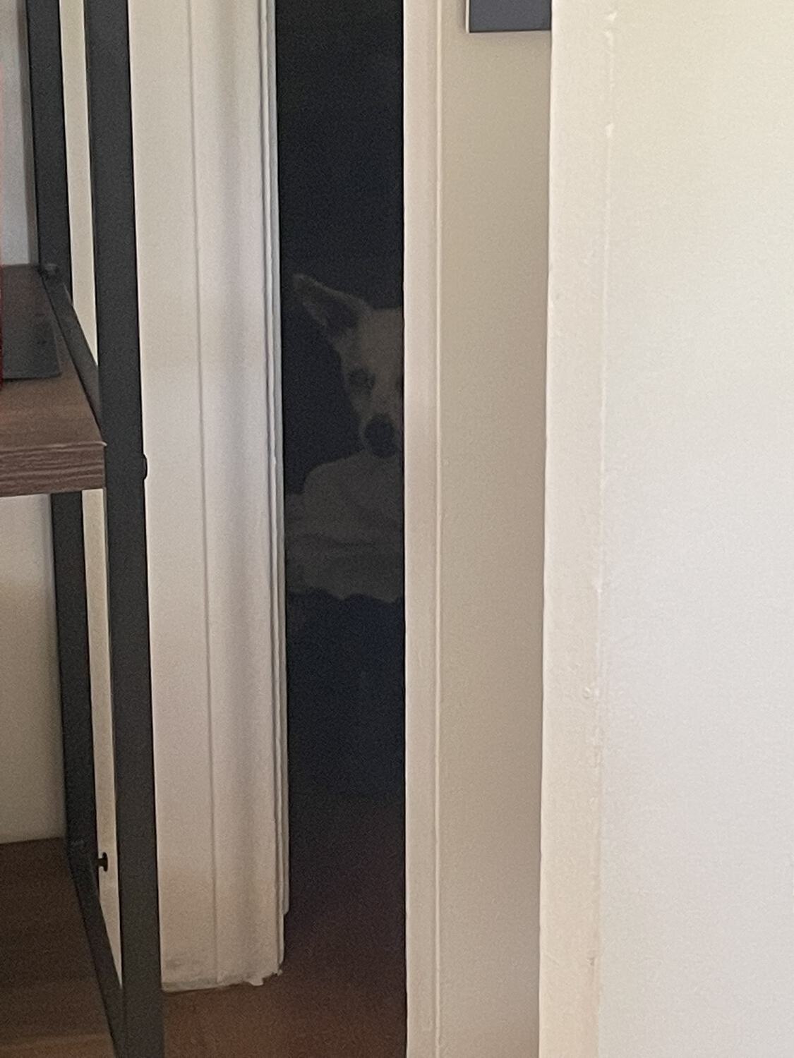 Travis the dog peeking out of a closet, where he is hiding in the dark