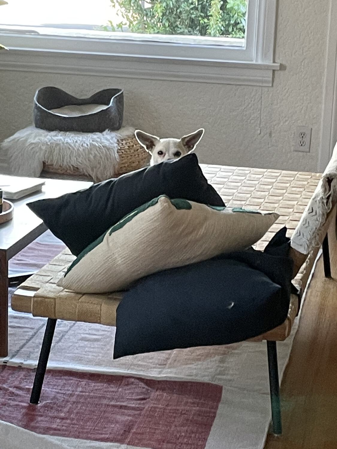 Travis the dog peeking out from behind a pile of pillows that is nearly taller than he is