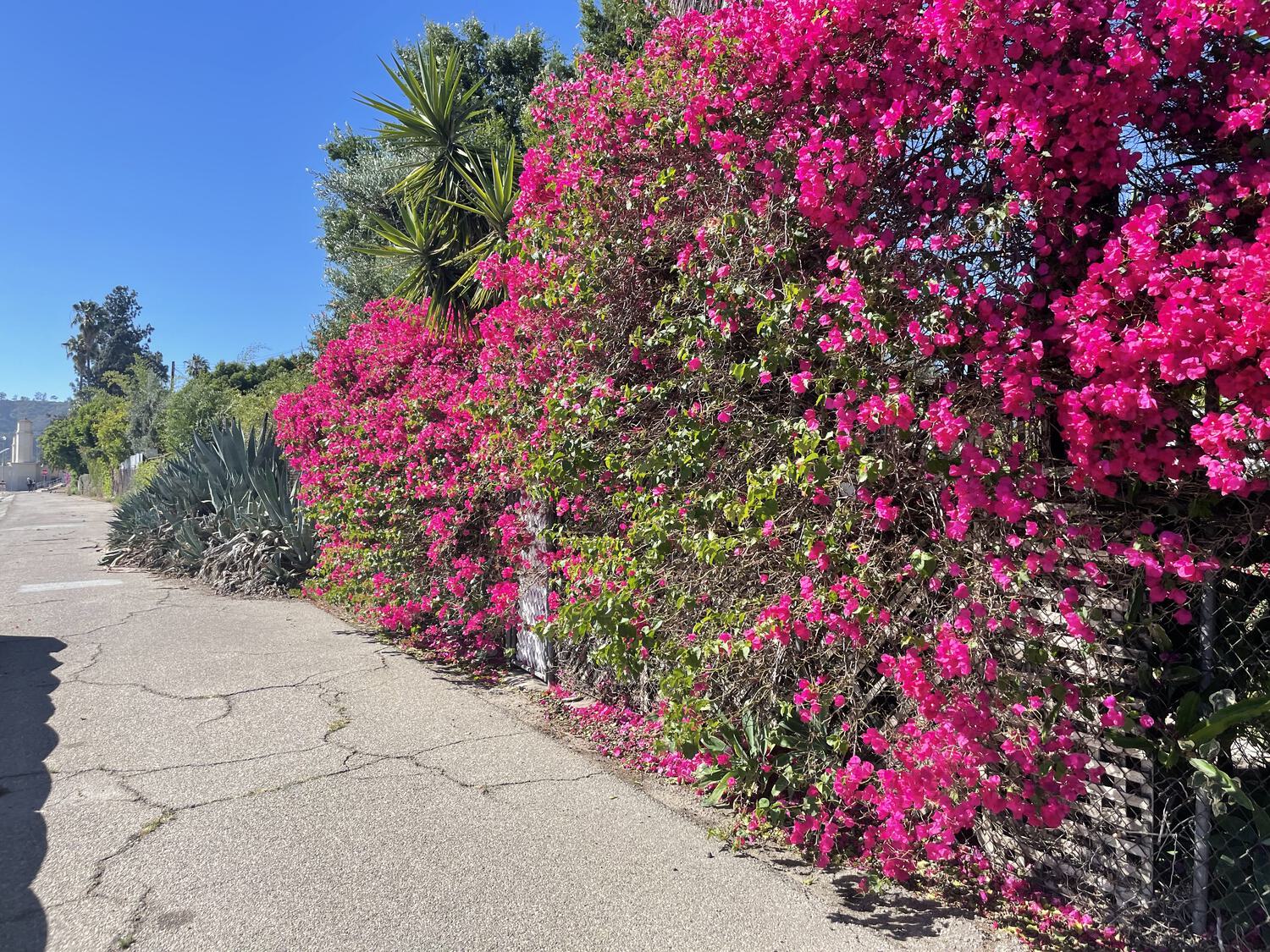 Bougainvillea creeping up a fence along the walkway of the LA River