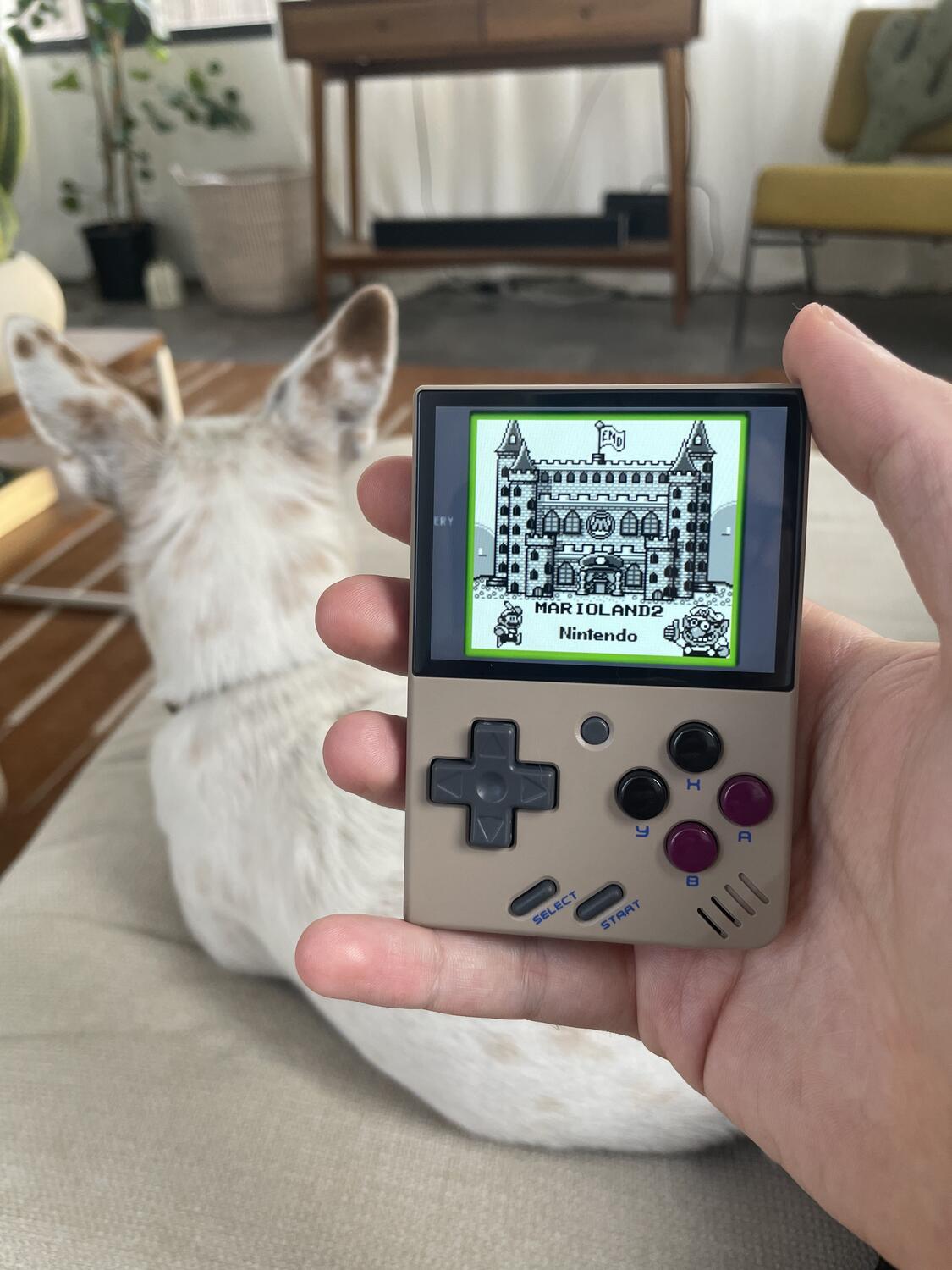 A tiny Game Boy-shaped device held easily in one hand. The screen is nice and crisp, and it's got Super Mario Land 2 running. Travis Barker the Dog is in the background, unimpressed.