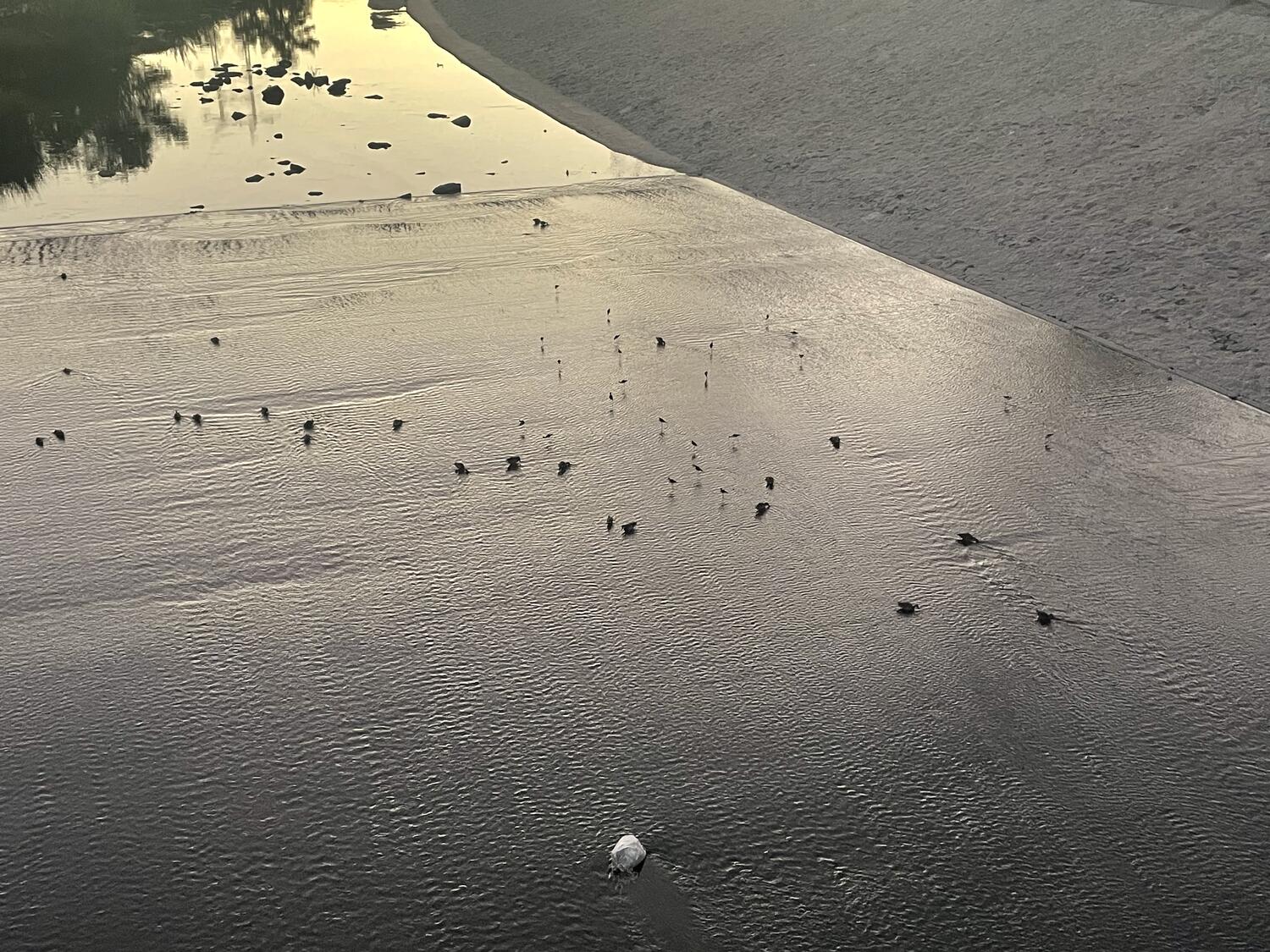 Lots of ducks gathered in the shallow water of the LA River, seen from above and far away