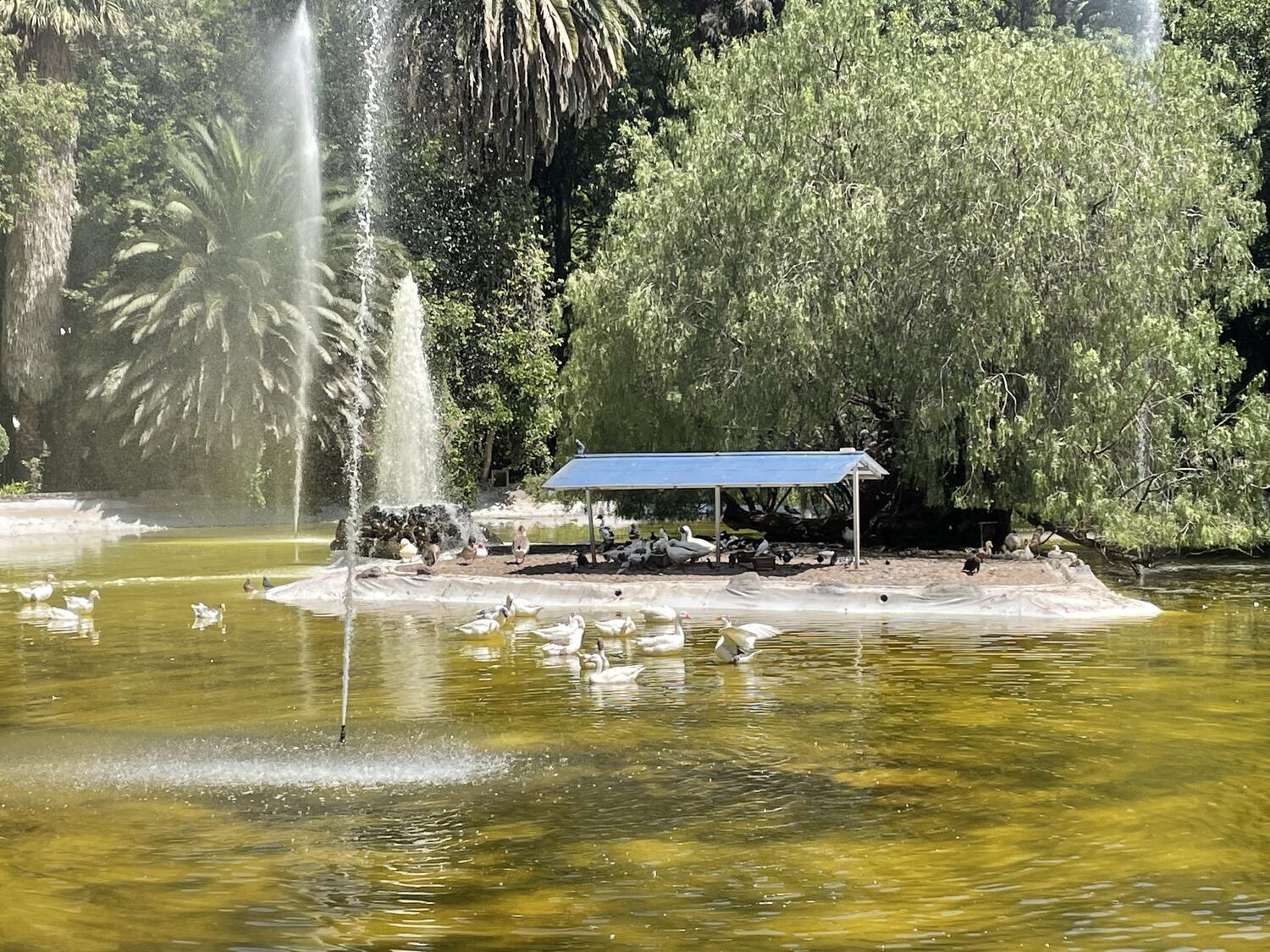 Ducks and swans in a big pond with fountains. They have some kind of little structure on a small island in the middle where they're hanging out in the shade.