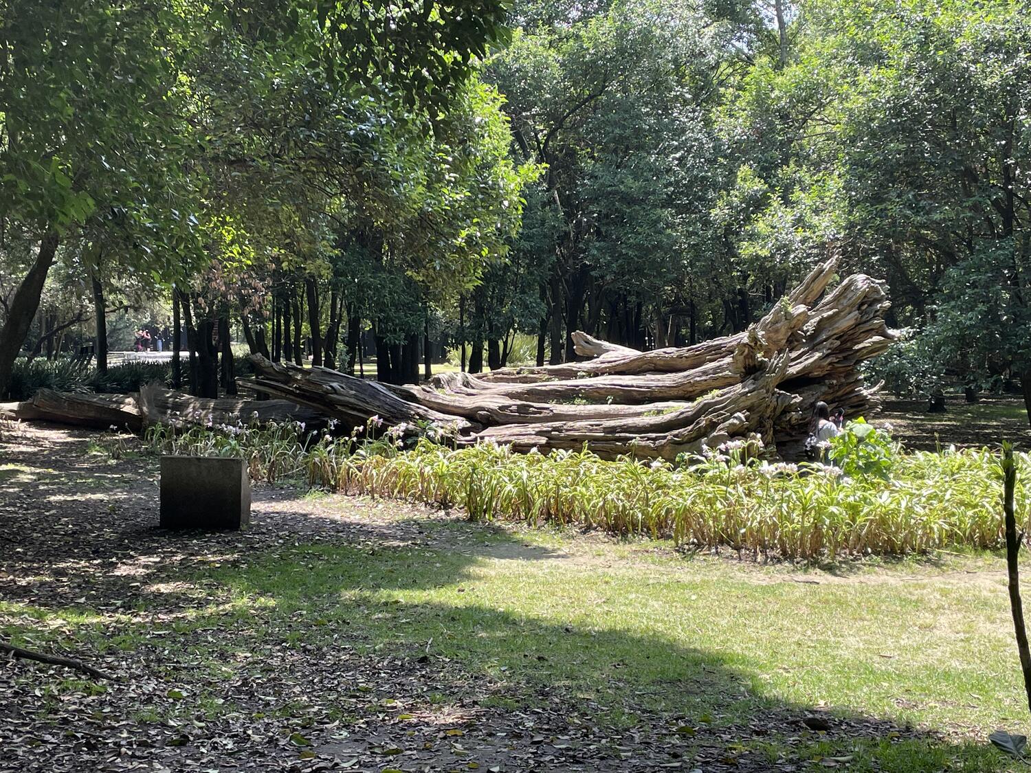 A huge fallen tree trunk in a park. It's big enough that some people are sitting beneath its hollowed-out base.