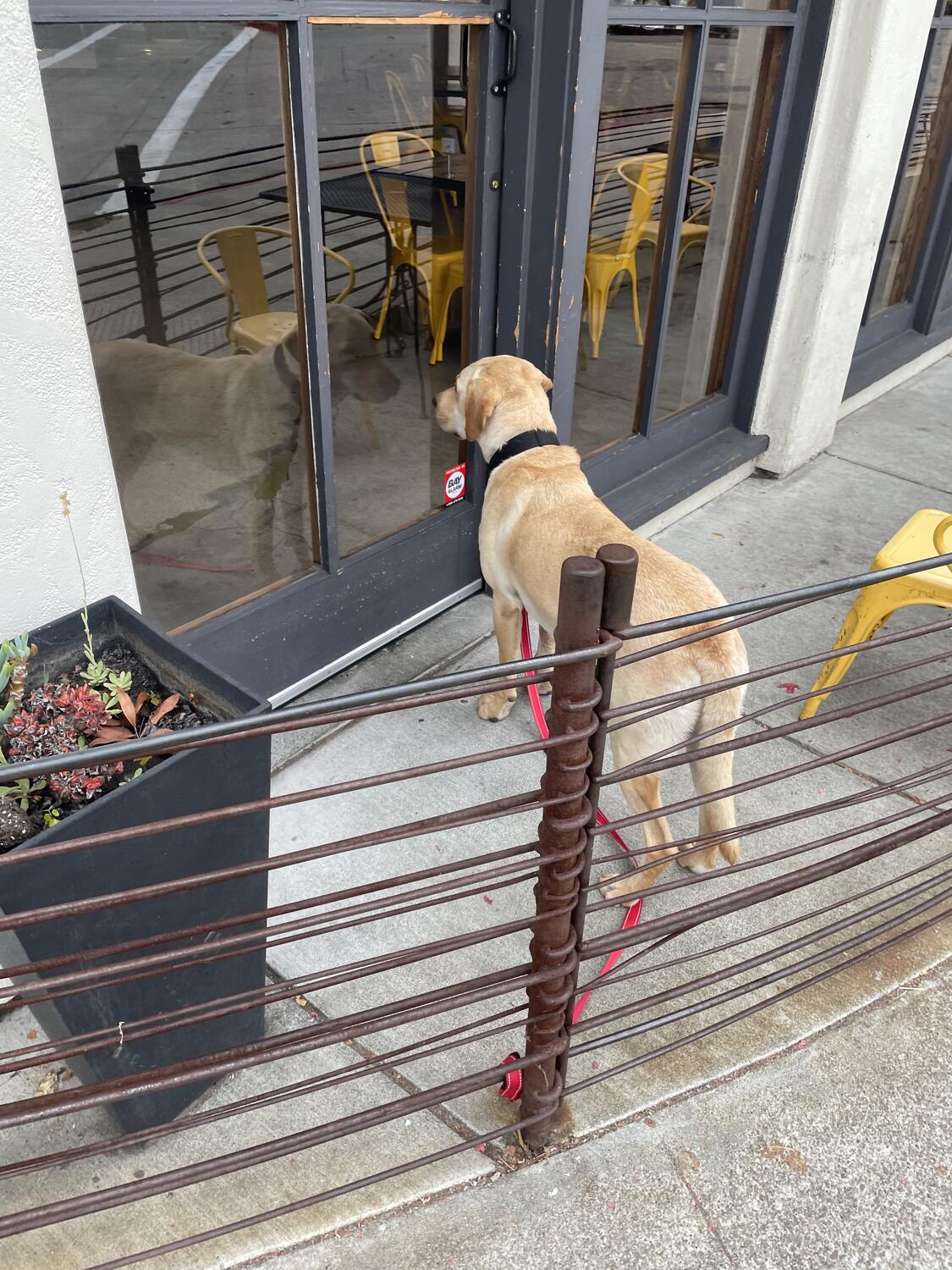 A golden retriever whose leash is tied to a post. They're right up against a window looking into a restaurant, presumably at their human who is picking up a coffee.