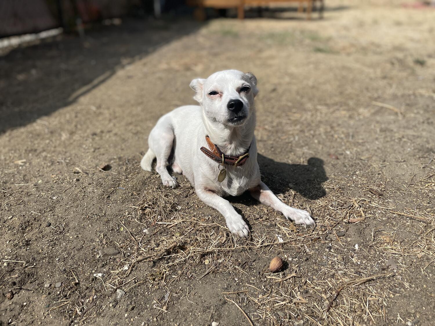 Travis Barker the Dog sitting in a sunny patch of dirt, looking serene