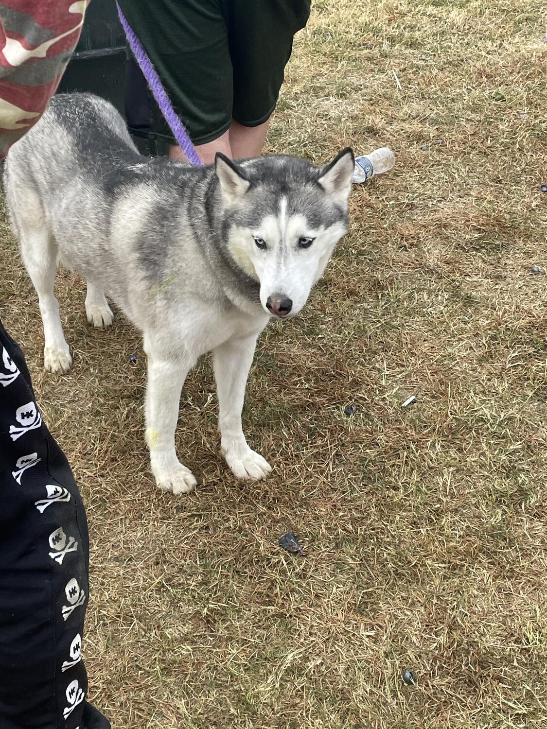 A husky standing in the grass. Bits of its fur are tinted green from paintballs.