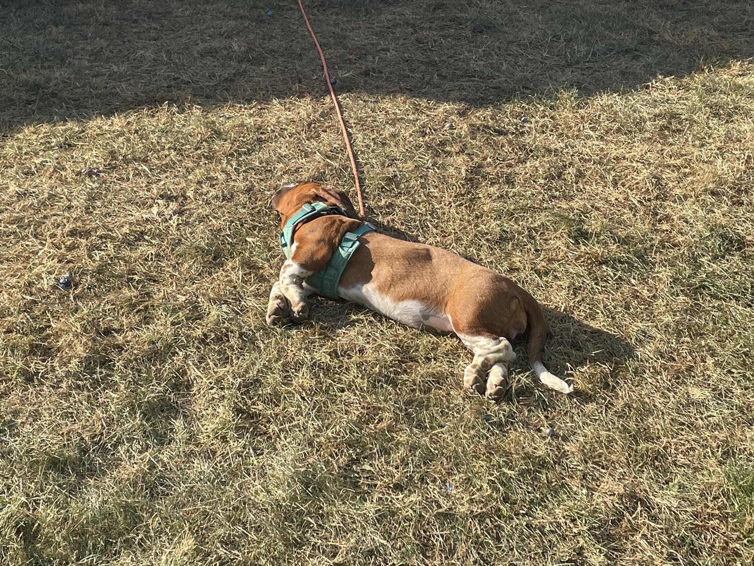 A hound fully flopped over in the grass