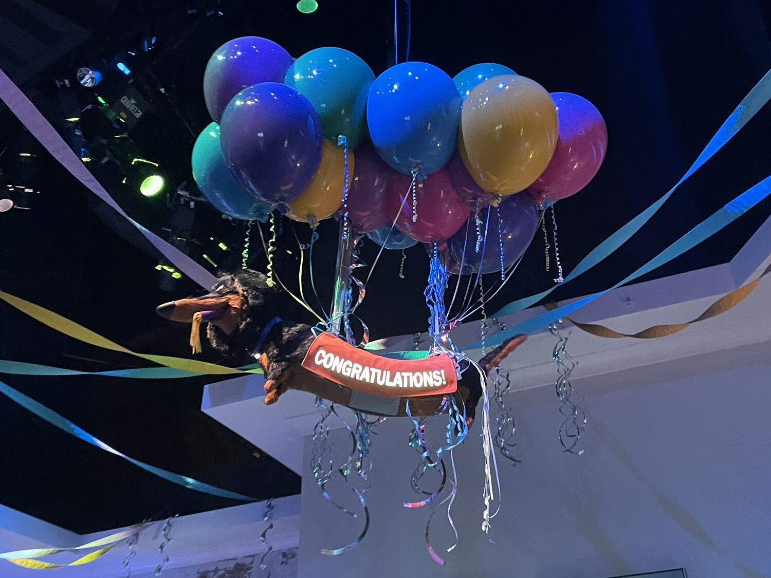 An animatronic dachsund suspended by colorful balloons and wearing a jacket that reads "CONGRATULATIONS!"