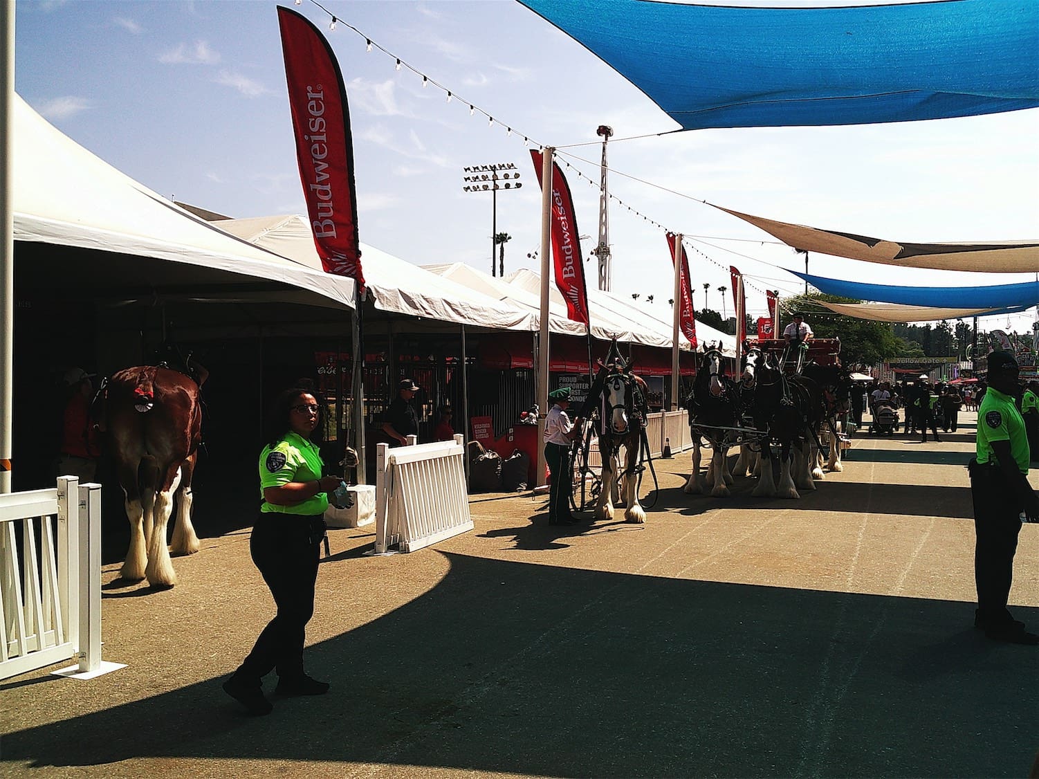 clydesdales