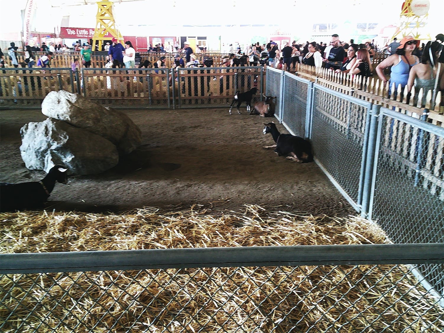 goats-2