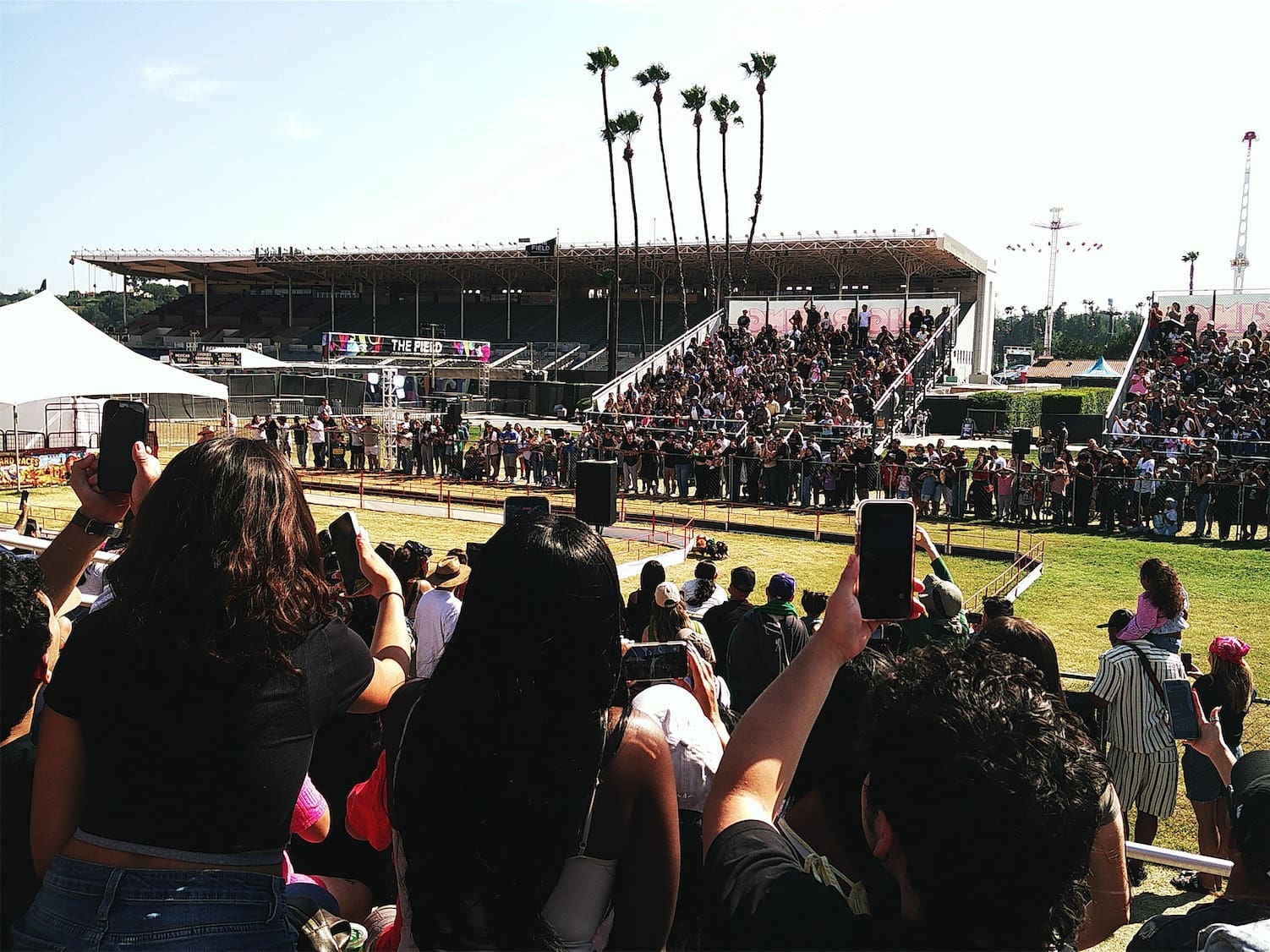 racetrack-pigs