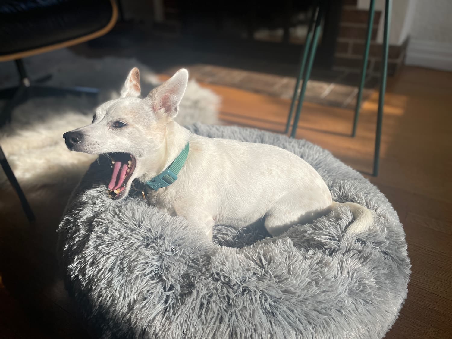 A little white dog sitting in his bed, carefully positioned in a ray of sunlight. His mouth is wide open, either barking or biting or yawning. Hard to say.
